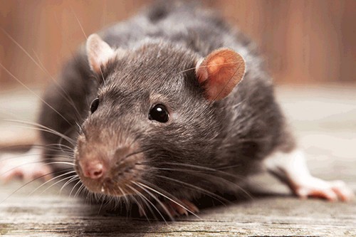 Дератизация помещений: уничтожение крыс и мышей с гарантией - фото